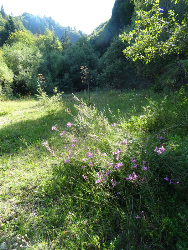 Chamaenerion dodonaei (ex Epilobium dodonaei) - Onograceae